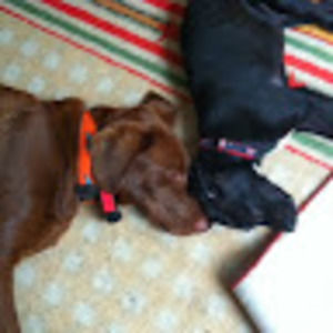 Meet your Posher, Tracy